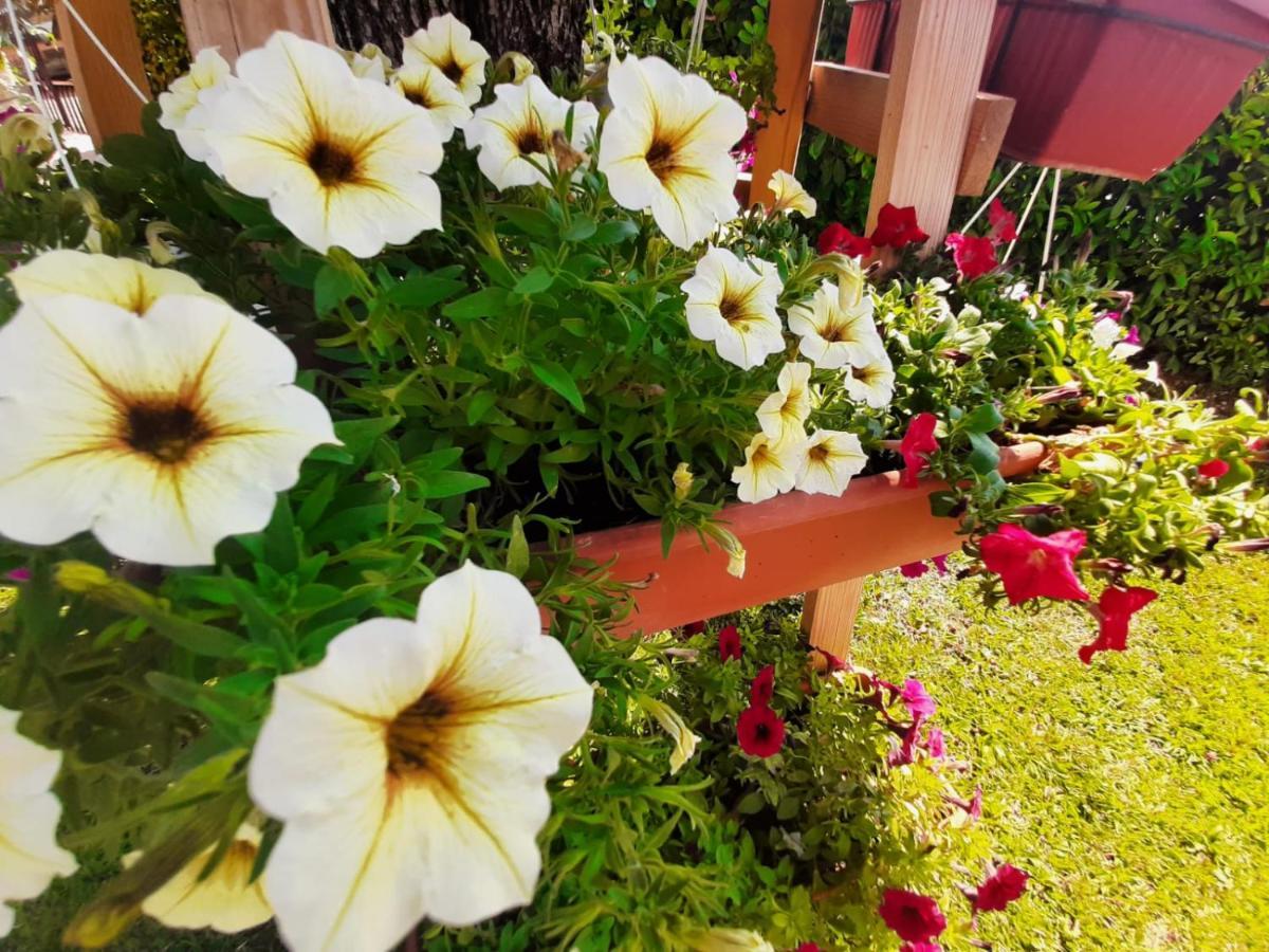 Rooms Mario Međugorje Dış mekan fotoğraf
